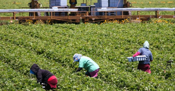 Farming Worker Jobs In New Zealand