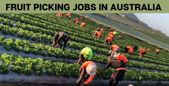 Farming Workers Jobs in Australia
