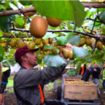 Kiwi Fruit Picking Jobs In New Zealand